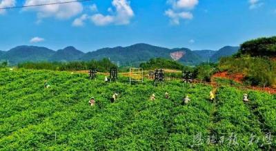 来凤县翔凤镇的藤茶富民经——荒山披绿 藤上生“金”