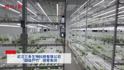 湖北多点冲刺新能源赛道