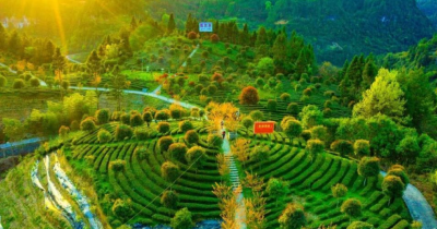 一片茶叶的史诗