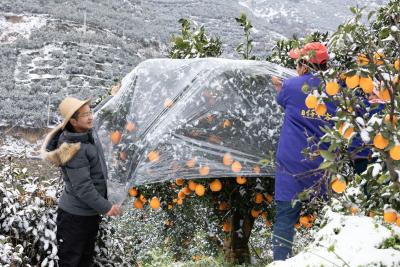 2万斤脐橙积雪中“飞”出深山——秭归无人机为果园除雪打响“脐橙保卫战”