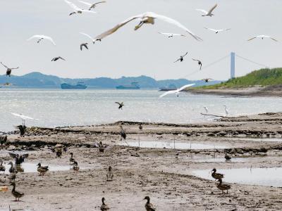从捕鱼人到护渔人！十年转身换得江豚归航