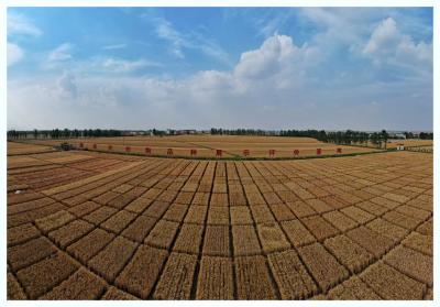 一粒种子的创新突围：襄阳农高区炼出湖北农业“增收利器”