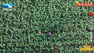 新春走基层·荆楚“漂亮饭” | 恩施：竹竿竿“挑”起团圆宴