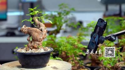 三次转型！90后把盆景“玩出花”