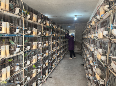 小鹦鹉“奏响”产业致富曲