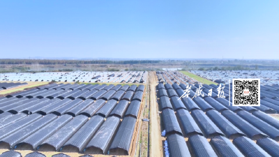 小菌子大能量！就在孝感这里