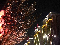 云梦限定浪漫！龙岗路樱花已上线