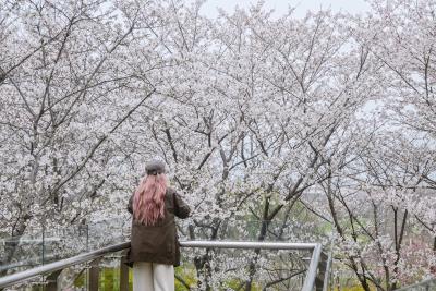 武汉樱花“打擂台”，欢迎大家来投票