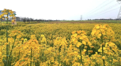 海南育种、孝感试种！孝感研发麻糖米酒专用糯稻新品种