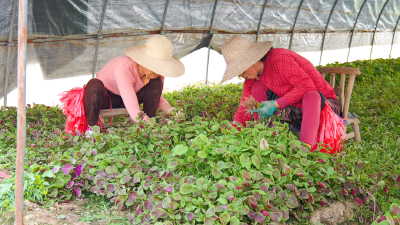 春耕时节看“链”接：“轮作接力”如何让土地四季生金？