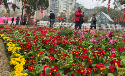 崖壁花开，香越重洋 ——一朵报春花的故土新生