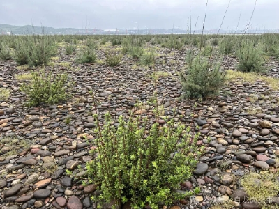 十年前，我们种下的树——这抹跨越时光的绿是对保护长江的铿锵回答