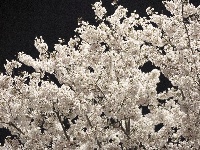 云梦限定浪漫！龙岗路樱花已上线