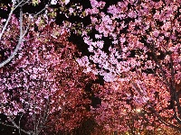 云梦限定浪漫！龙岗路樱花已上线