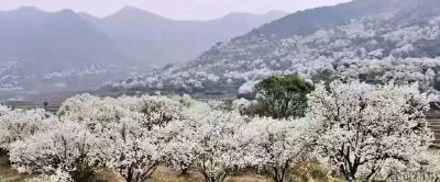 打卡“千亩李花雪”，遇见利川最美的春天→