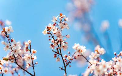 《不止奔跑，更是漫步！汉马42公里赛道藏着“春日赏花观景长廊”》