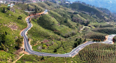 一芽一叶皆是金！大悟30万亩春茶即将迎来“明前茶”采摘