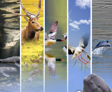 万物向新，长江回响