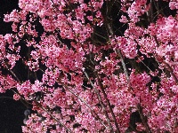 云梦限定浪漫！龙岗路樱花已上线