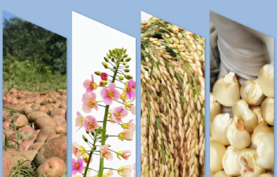 “种子芯片”向总书记报喜