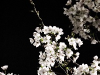 云梦限定浪漫！龙岗路樱花已上线