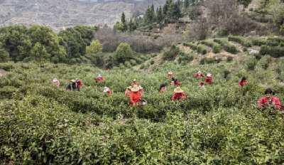 大悟30万亩春茶全面开采 赶制春天的第一缕鲜味
