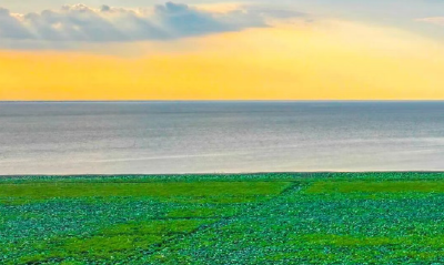 为什么保护好洪湖是政治问题