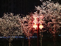 云梦限定浪漫！龙岗路樱花已上线