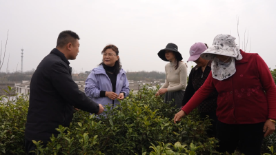 春风拂茶垄，人大代表梁云英把两会“致富经”讲给乡亲听