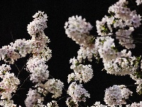 云梦限定浪漫！龙岗路樱花已上线