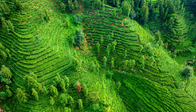 老茶农念上新茶经