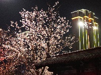 云梦限定浪漫！龙岗路樱花已上线