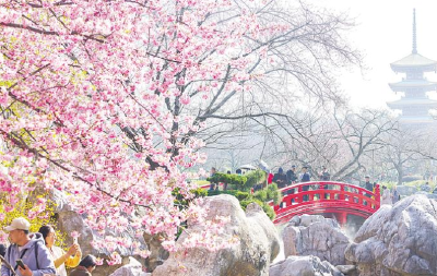 全球游客为何奔赴武汉的春天