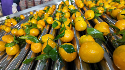 宜昌柑橘成富民强市“黄金名片”——品牌价值370亿元，综合产值500亿元