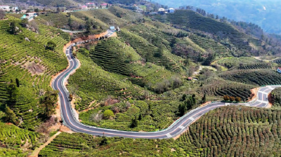 大悟：一片茶叶撬动农文旅融合