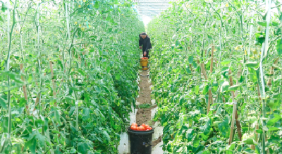 甜了400农户！孝南首衡城里，“春收”承诺是这样兑现的