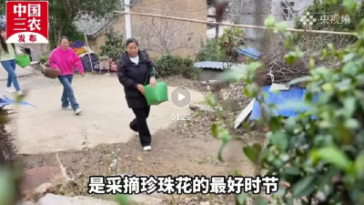 大悟珍珠花，真香！