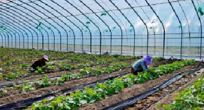寿光技术“嫁接”荆楚沃土  这里的蔬菜藏着什么秘密？