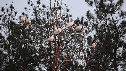 朱鹮定居、万鹭翔集，看全国“两山”实践创新基地大悟鸟语花香
