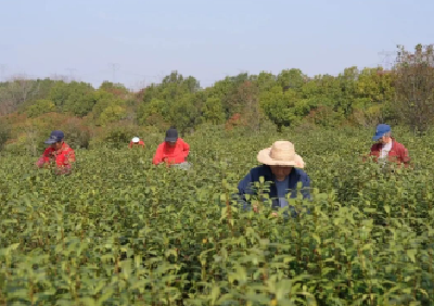 大悟茶叶的“三变”