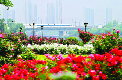 樱花之后，武汉多种春花接档，武汉公园绣出“开不尽”的春之卷