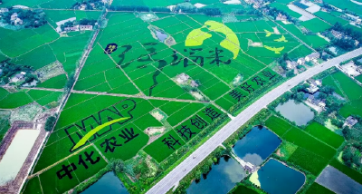 “物语”三重问春安
——枝江问安镇一粒米、一滴水、一朵花的振兴启示录