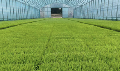 从“一季千斤”到“两季吨粮” 朱湖糯稻蹚出增收新路子