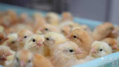 安陆：“两蛋一芯”，赋能禽蛋产业破壳腾飞