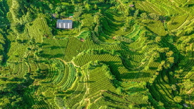 老办法不灵了，宜昌这个“第一乡”怎么改？