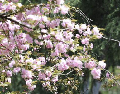 清明假日，湖北省旅游产品搜索热度环比增长超180%，武汉稳居春游“C位”