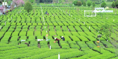 宜昌茶叶为何越泡越有味？