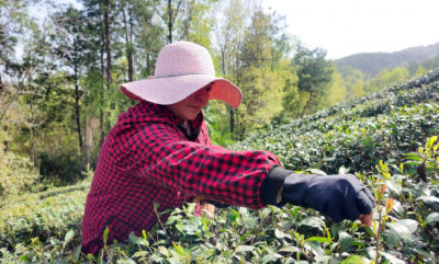 “山是底色，更是底气。”——从“试点”到“先行”，保康做对了什么？