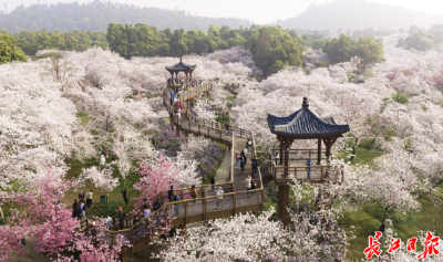 武汉：中国“城市春光”第一城