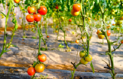 从一筐菜到一条链！孝昌蔬菜产业“链”上起舞